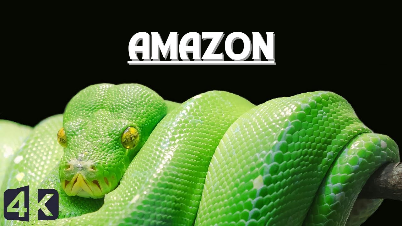 Amazon Rainforest 4K Video & Relaxing Music. 