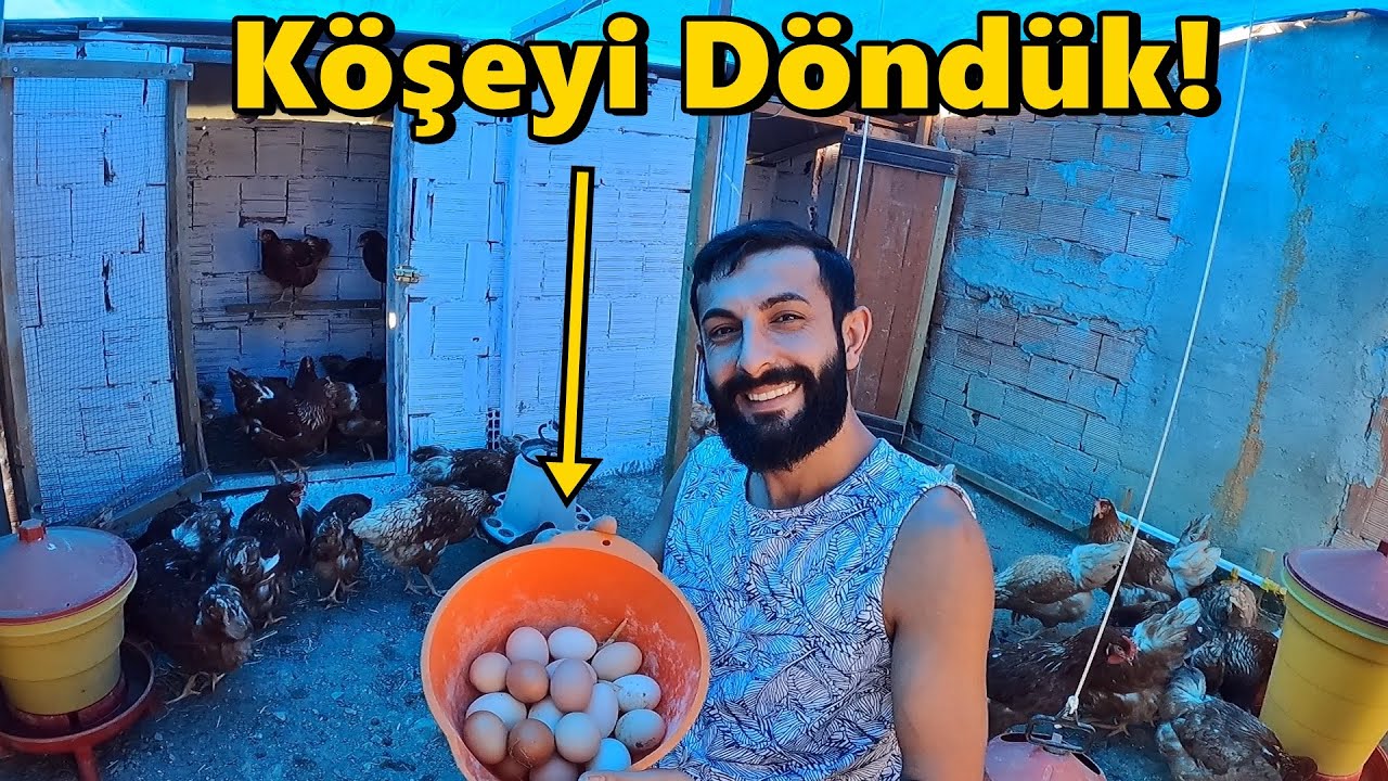 Yumurtaları Topladık!- Habeşler Yumurta Almama İzin Vermediler!#Yumurta#Horoz#Tavuk#Civciv