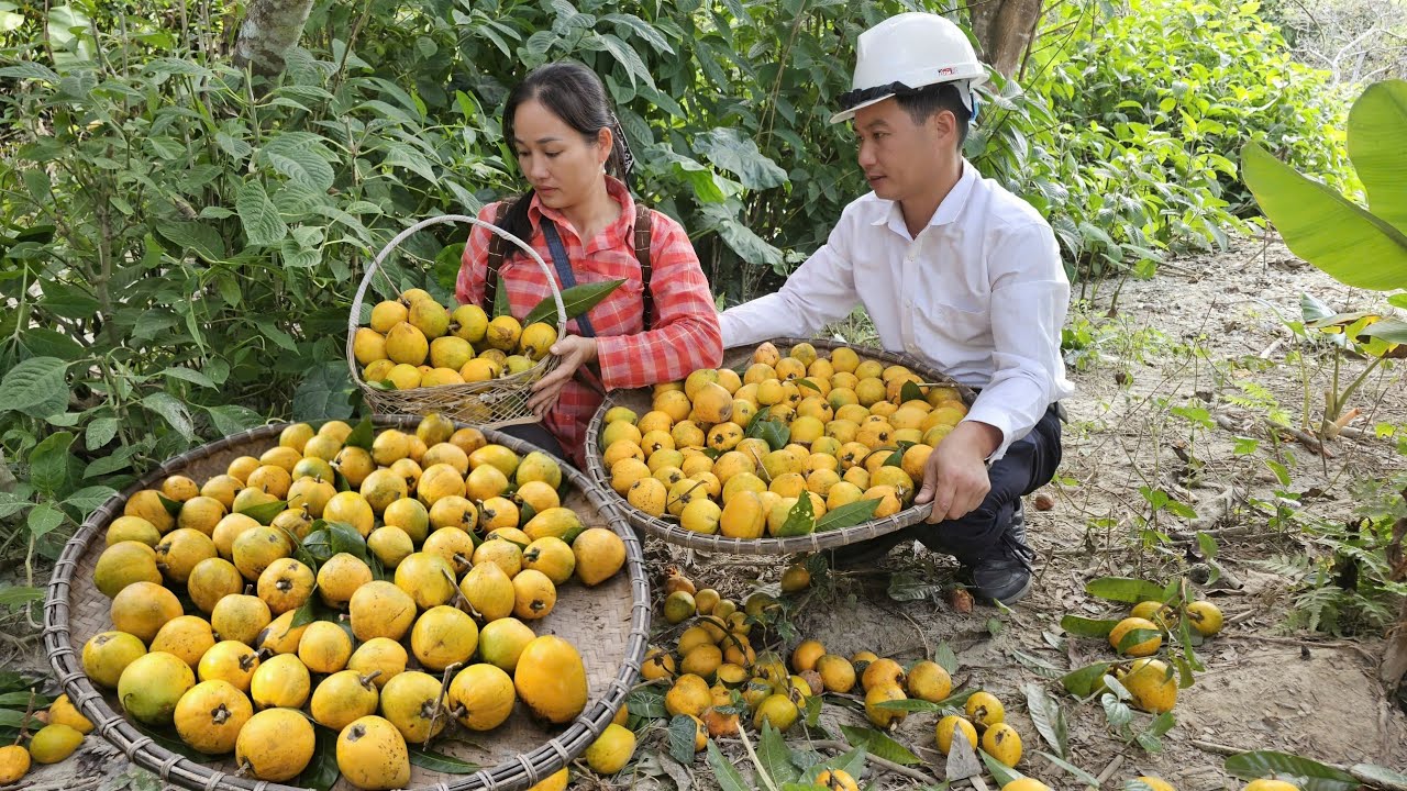 A Lucky Day For My Husband & I - Harvesting lê-ki-ma Goes to market sell - Cooking | Ly Phuc An