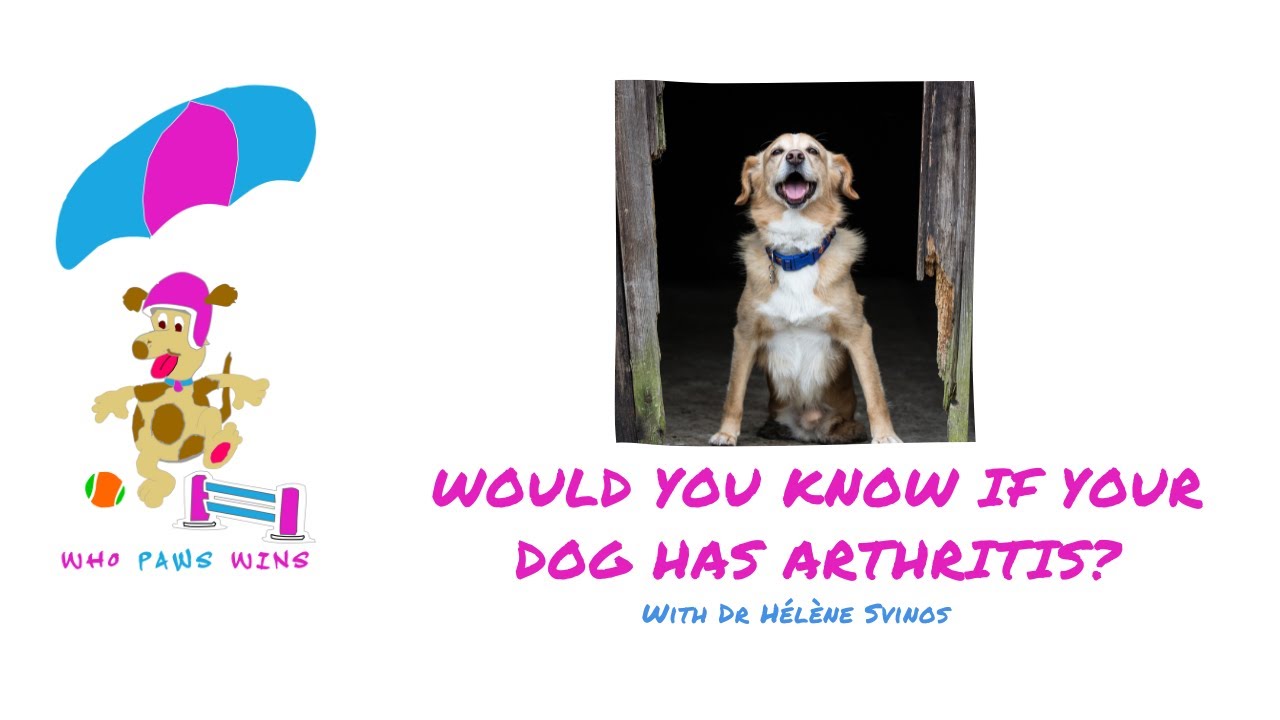 Would You Know If Your Dog Has Arthritis?