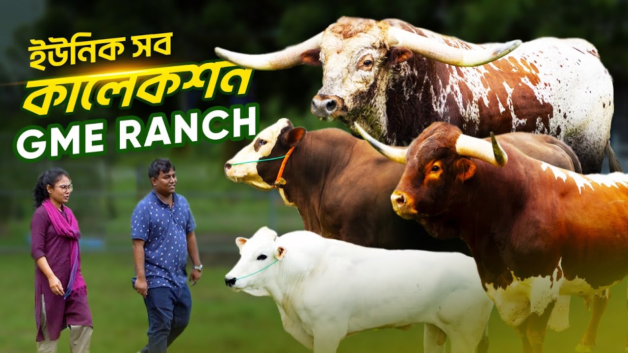 অসাধারন সব কালেকশন এবং ব্রিডিং কাউ দেখতে পাবেন GME এগ্রোতে । GME RANCH। Agro Business