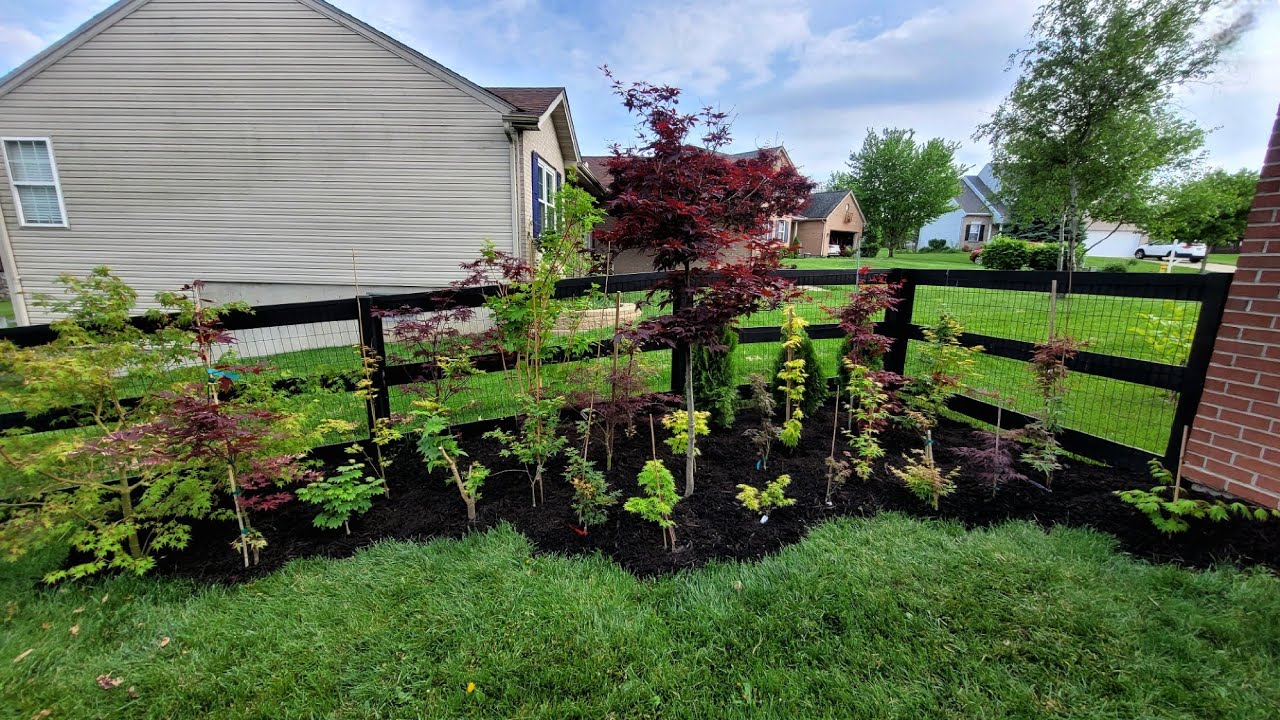 My Japanese Maple Corner