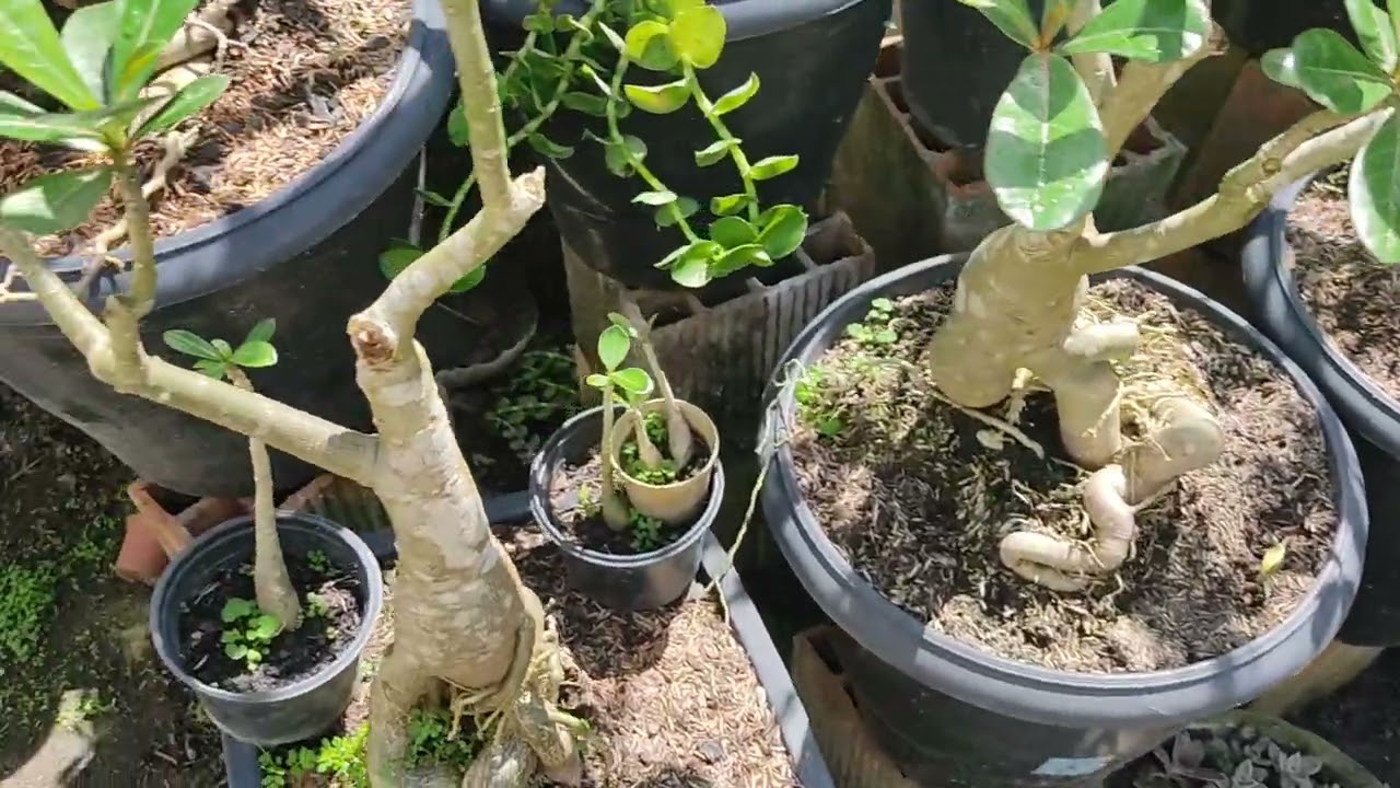 Tão ficando lindas elas tão cheia de botão estou muito feliz