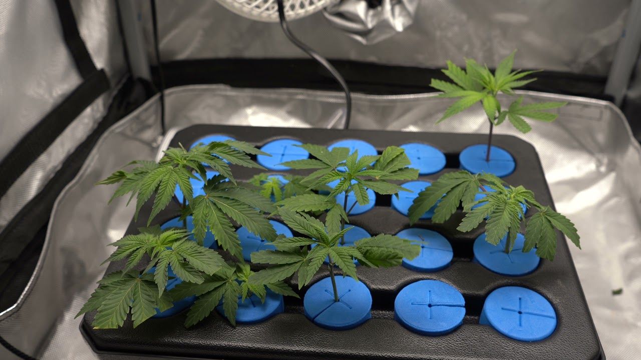 Ethos cookies and GSC update
