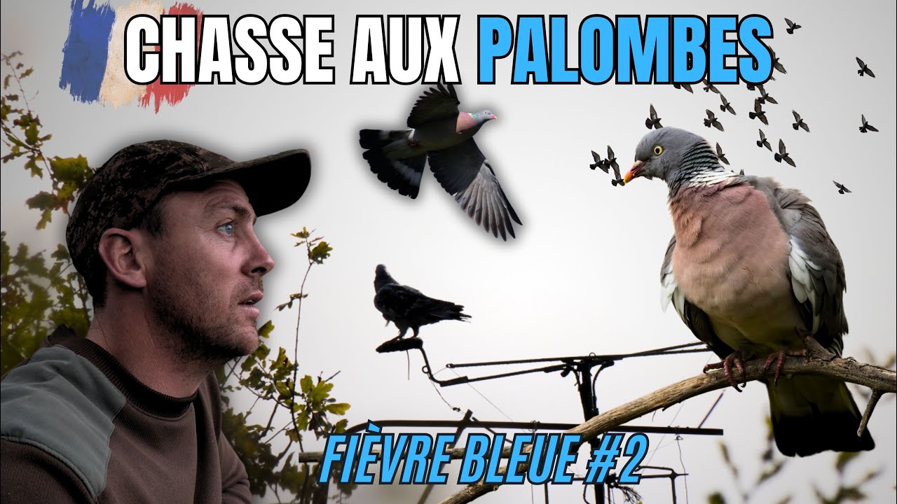 Chasse aux palombes - fi&egrave;vre bleue #2