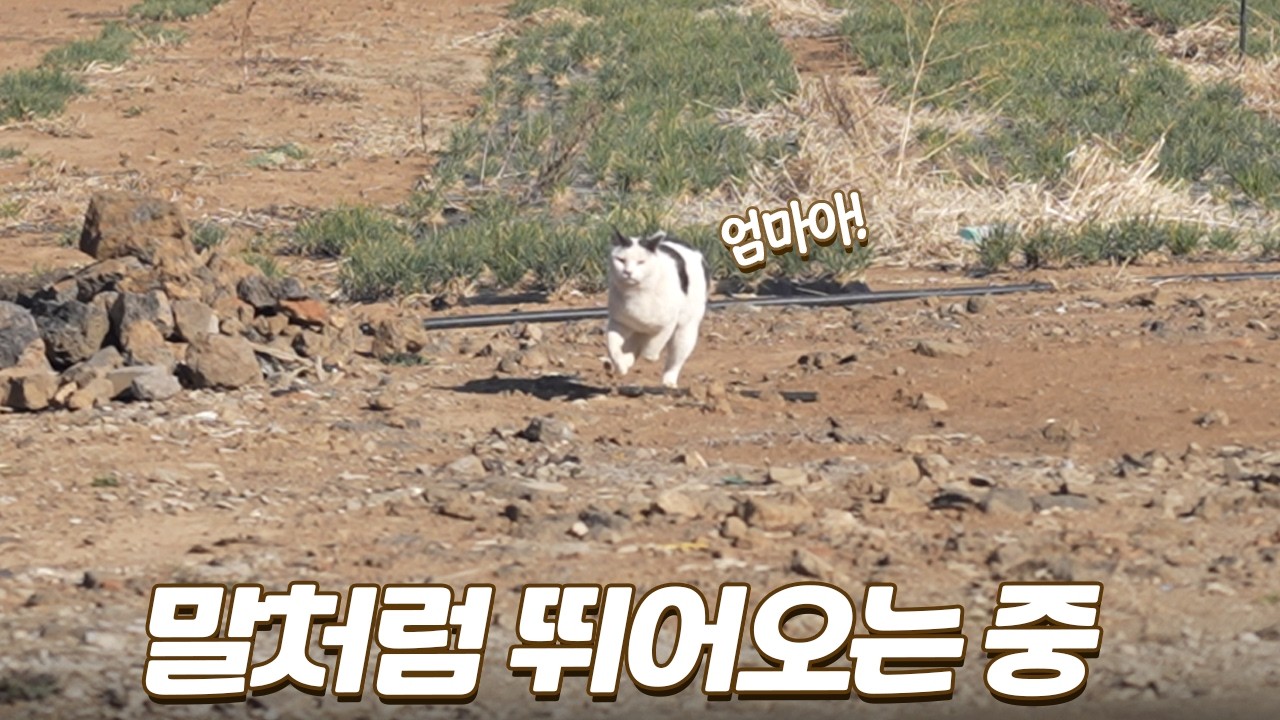 집사 보더니 말보다 더 빠르게 뛰어오는 고양이 (뭉클...)