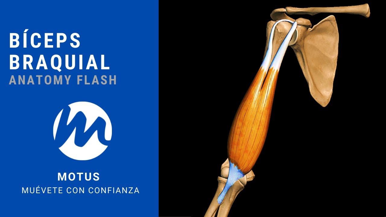 M&uacute;sculo B&iacute;ceps Braquial - Anatomy Flash