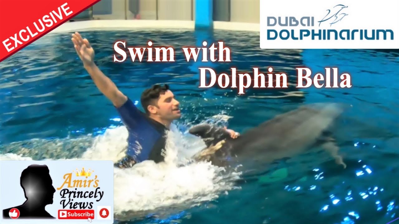 Swim With ❤️Dolphin Bella❤️ at Dubai Dolphinarium | Exclusive Unforgettable Dolphin Experience