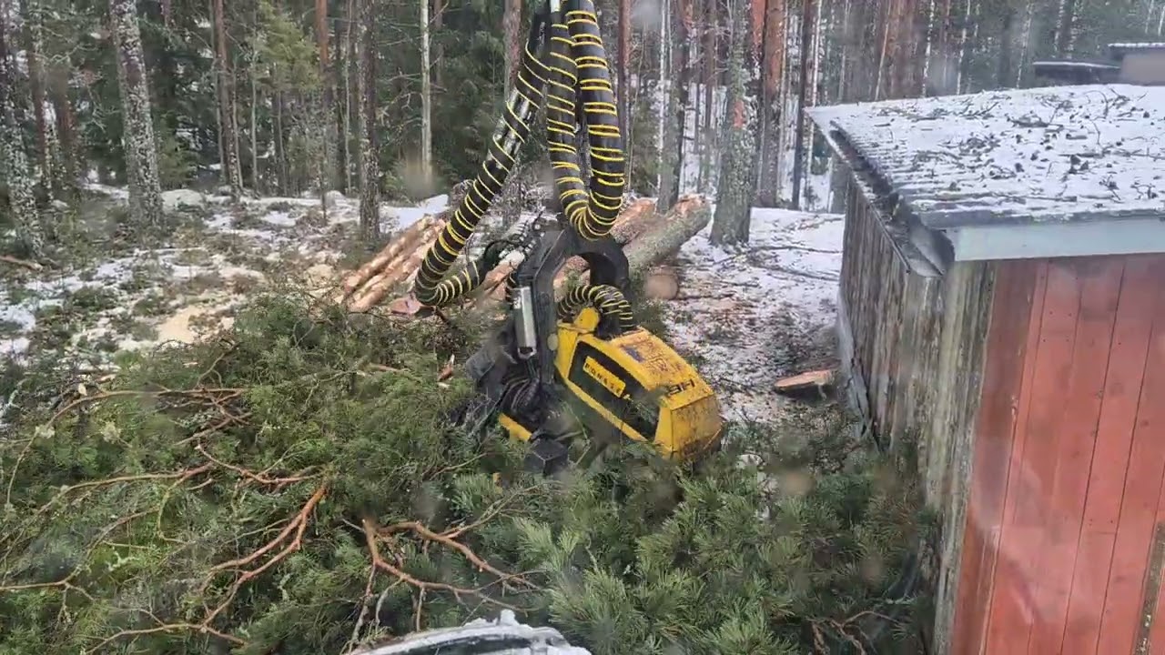 Mäntyjen kaataminen rakennuksen vierestä, Ponsse Scorpion