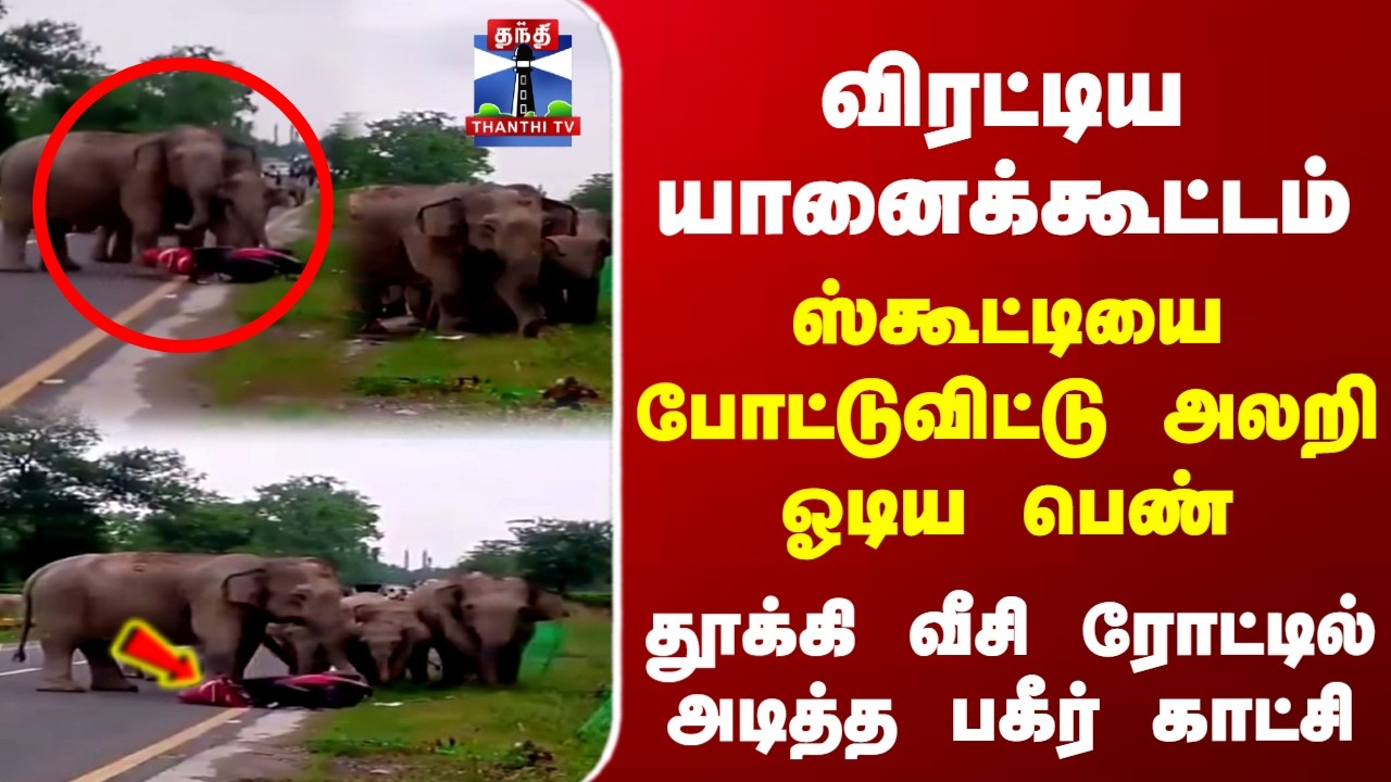 Elephant | Scooty | Viral Video |பெண்ணை சூழ்ந்த யானைக் கூட்டம் - ஸ்கூட்டரை தூக்கி வீசியதால் பரபரப்பு