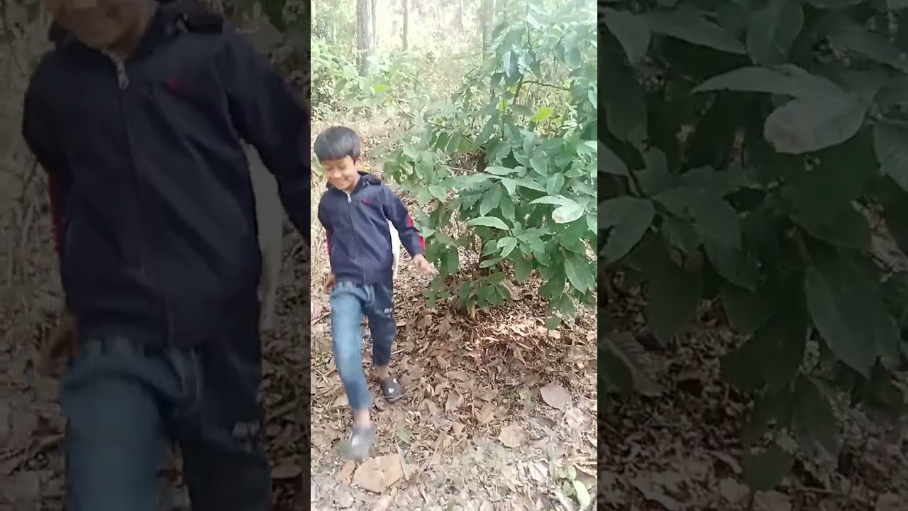 Going to go forest 🤯 #viralvideo #tranding #forestsounds #forestlife 