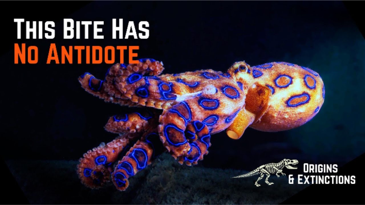 The Biological Superpowers of the Blue-Ringed Octopus