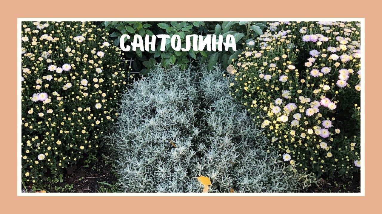 Сантолина кипарисовидная                  Santolina cypress