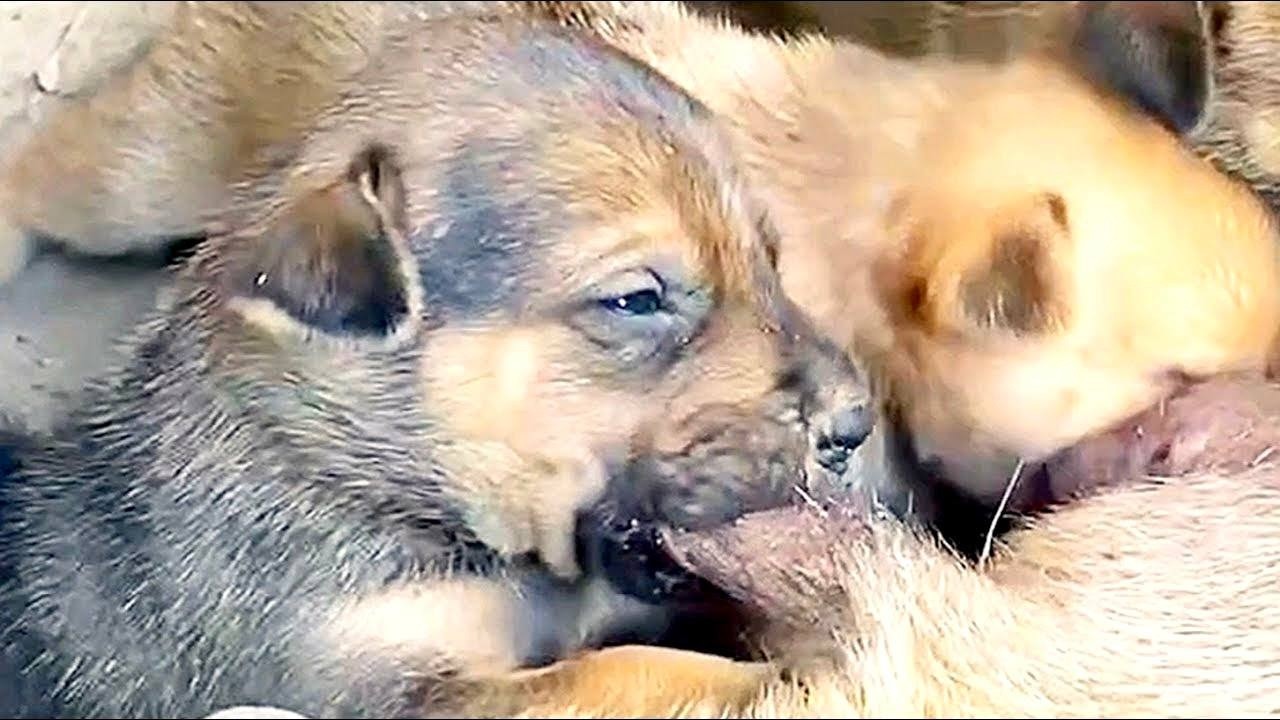 Cute puppies-newborn-#25days-old, take milk, and breastfeeding🐶🐶🥰🥰 #puppy #cute  #doglover #dog