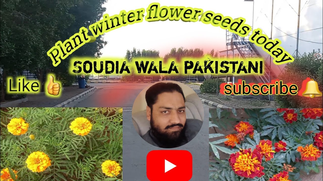 Plant winter flowers seeds today/soudia wala pakistani vlogs