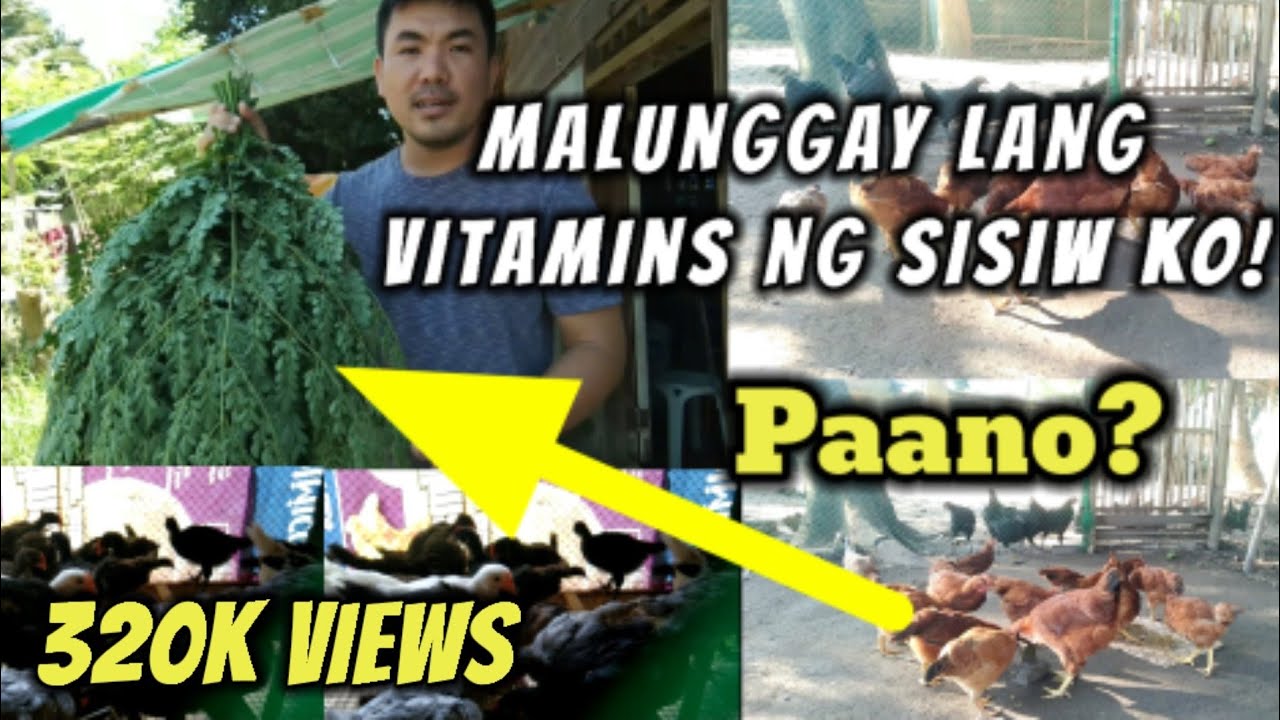DAPAT GAWIN PARA KUMAIN NG MALUNGGAY ANG SISIW: VITAMINS TIP