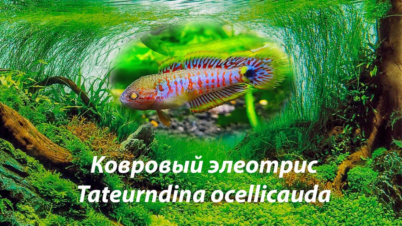 Ковровый элеотрис / Tateurndina ocellicauda