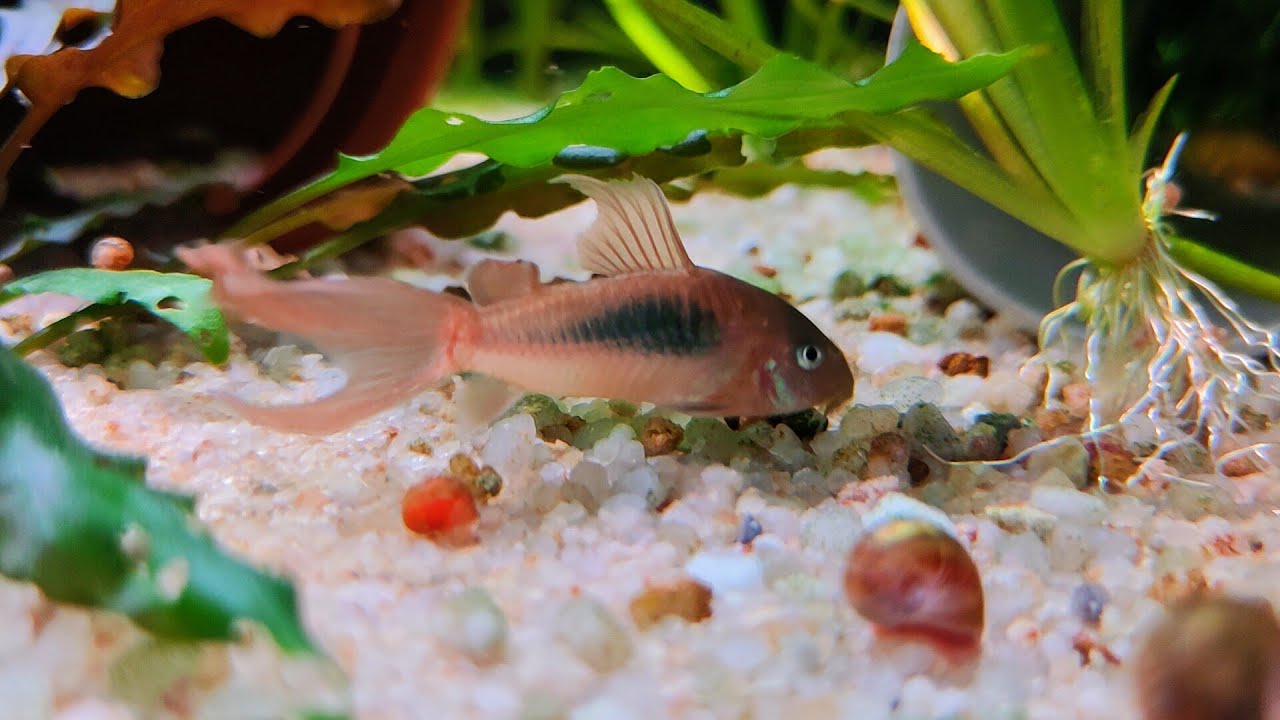 Longfin Bronze Corydora Catfish