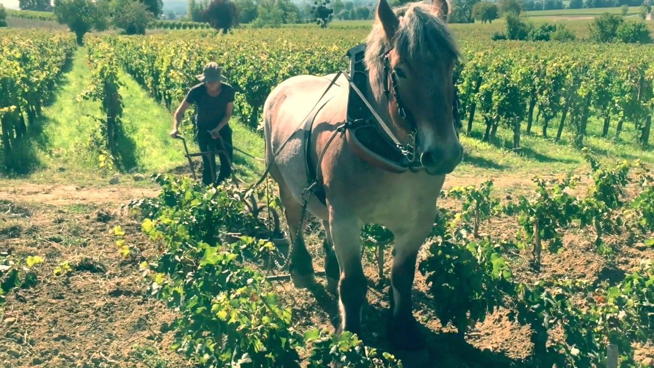 Labour au cheval de trait Château Coutet Saint Emilion Grand Cru