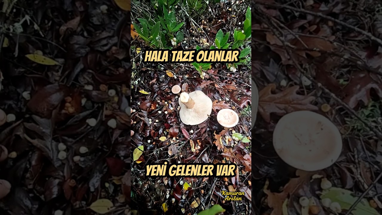 PIRNAL MELKİSİNE KALPTEN BİR SEZON UMUDU  #ebişke #geotropa #melkisi
