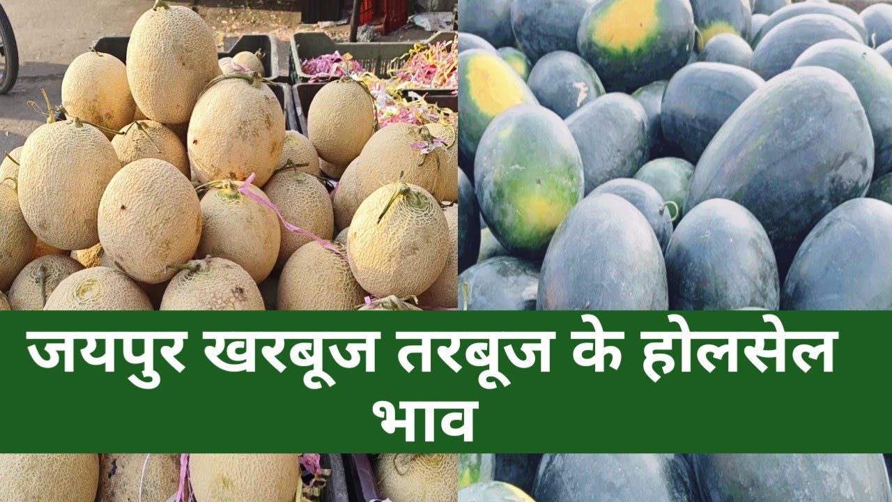 22 फरवरी 2025 तरबूज खरबूज का ताजा भाव ! Watermelon bhav today ! Muhana  jaipur mandi bhav