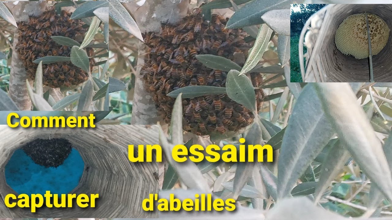 Comment capturer un essaim d'abeilles