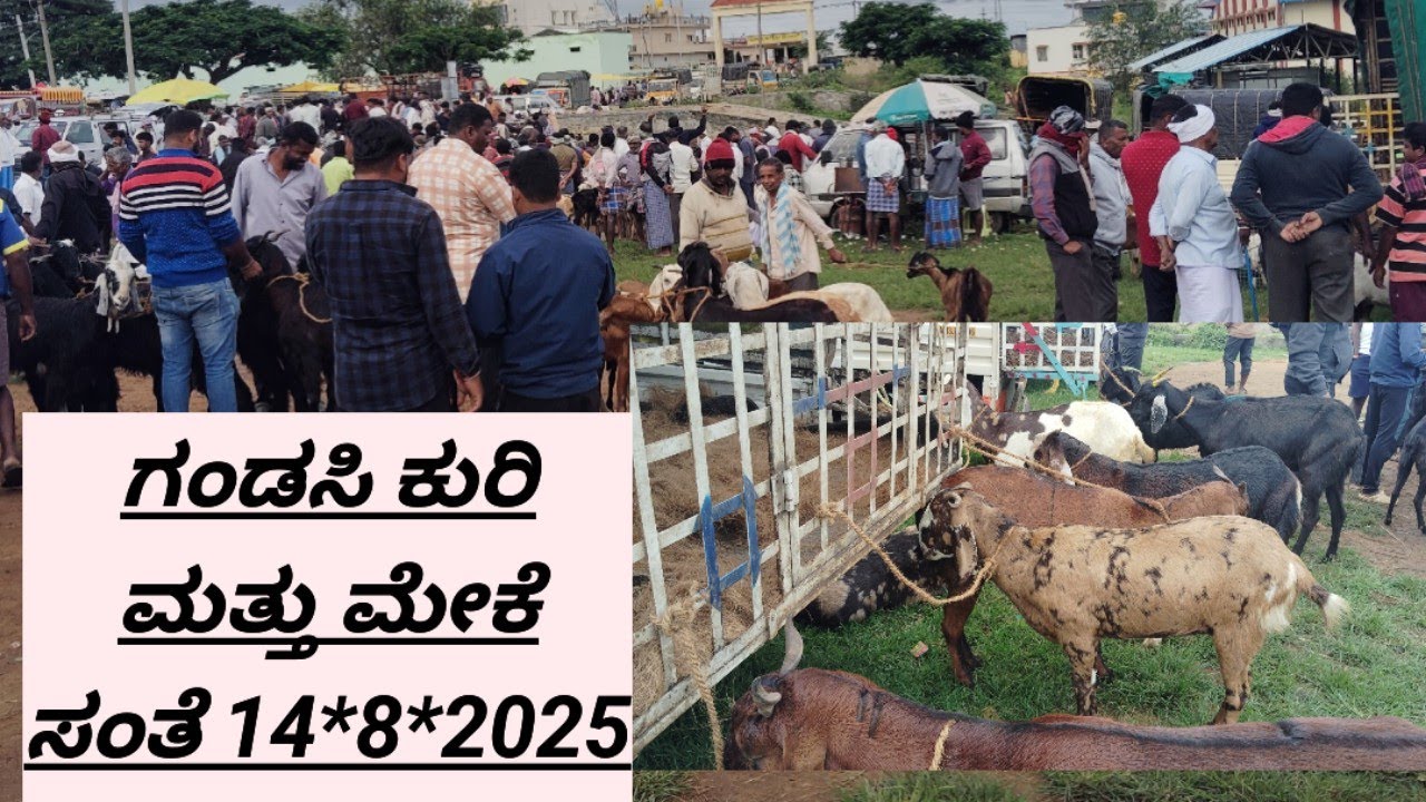 ಕರ್ನಾಟಕದ ಗಂಡು ಸಂತೆ ಗಂಡಸಿ ಮರಿ ಸಂತೆ 14*8*2025 @ agrianimals