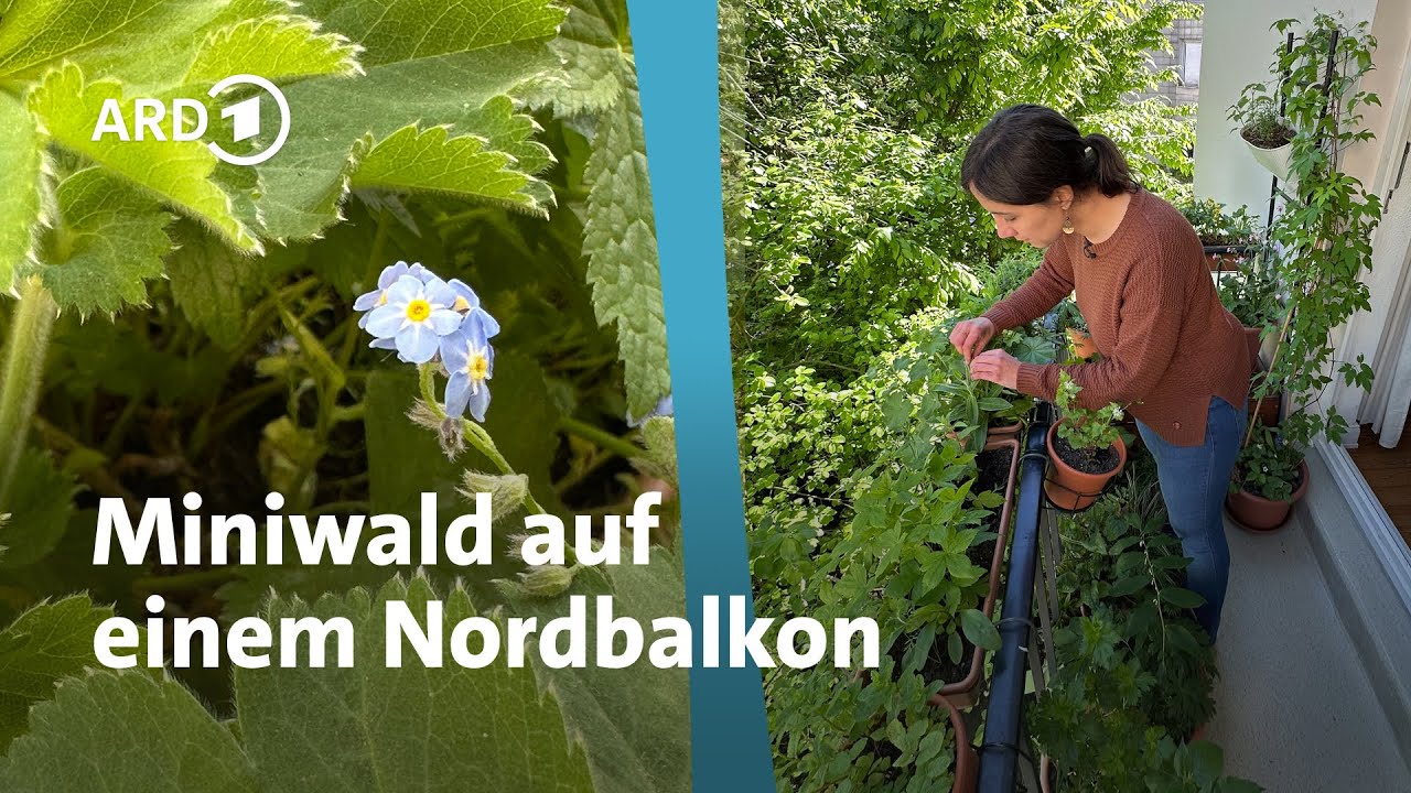 Balkon mit viel Schatten - grün dank Waldpflanzen | MDR Garten