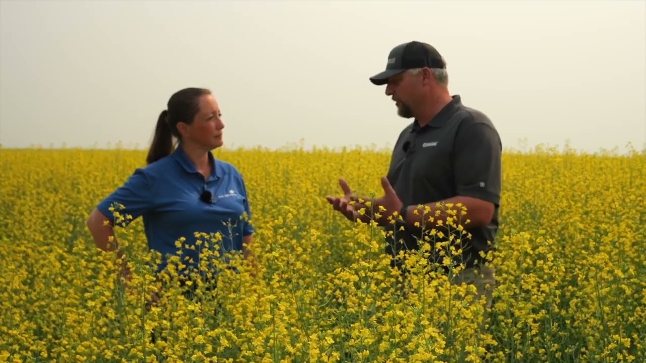 Canola School: Heat blast's impact on final yield