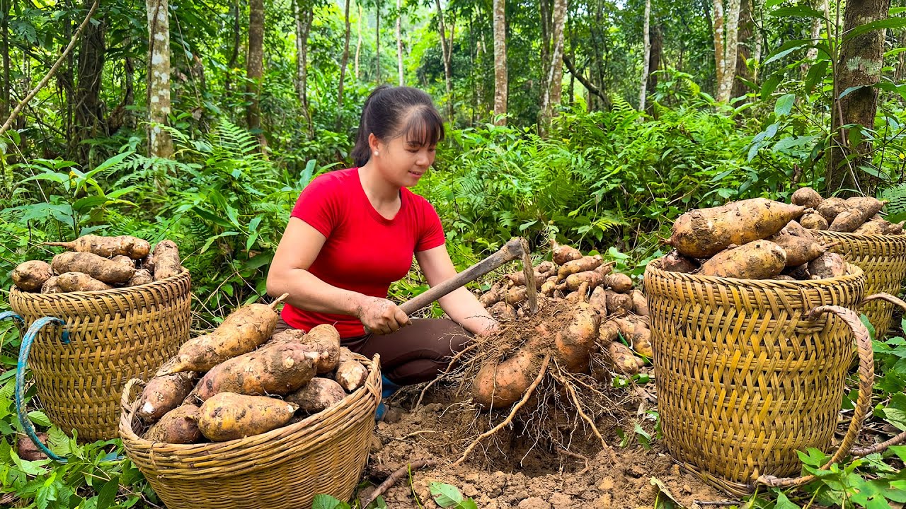 TIMELAPSE -- Harvest Giant Wild Tubers from Our Garden to Sell at the Market – Cook a Delicious Soup