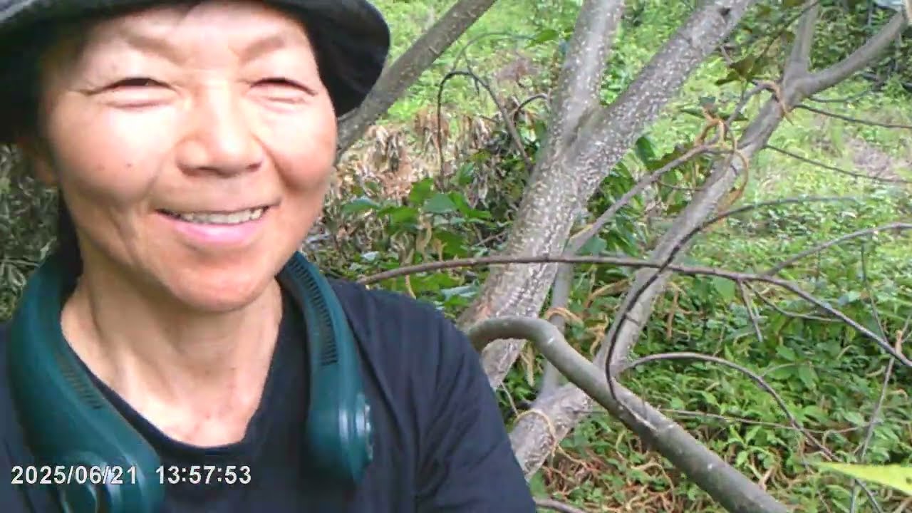 従業員紹介！シロスジカミキリの巻　果樹園アイアイファーム　自然農法家ともちゃん　202５/６ / 2１/茨城県常陸大宮市野上