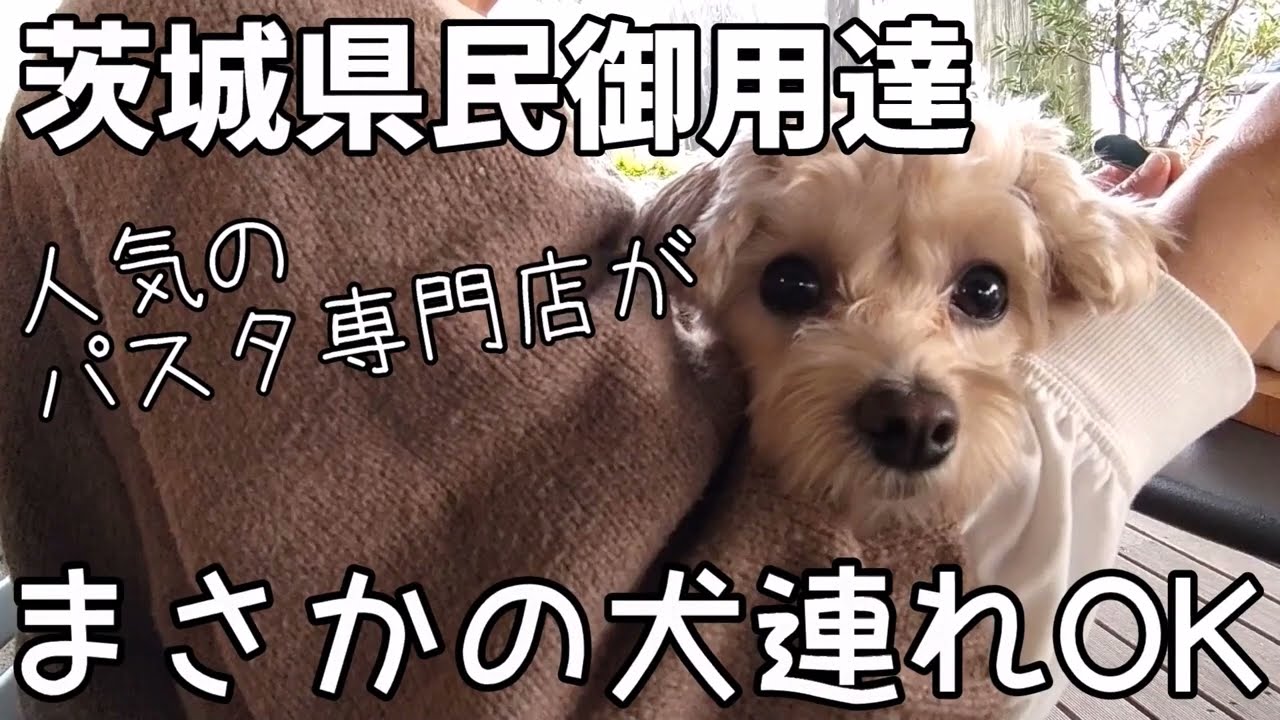 【犬連れランチ】控えめに言って過去最高！愛犬家に優し過ぎるお店！ 