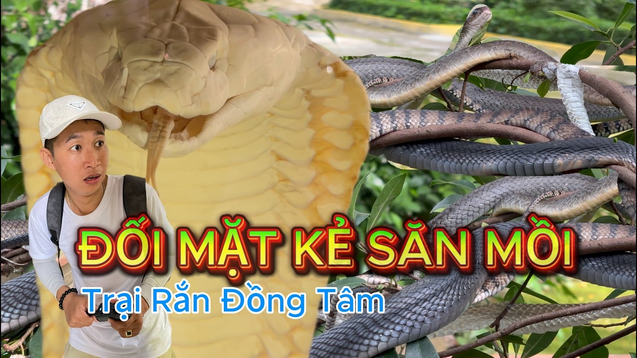 Đối Mặt Rắn Hổ Mang Trong 1 Mét