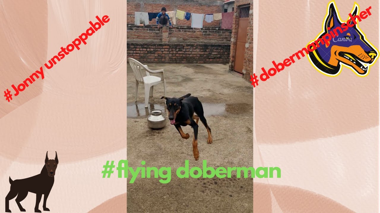 jonny energy showoff | doberman unstoppable