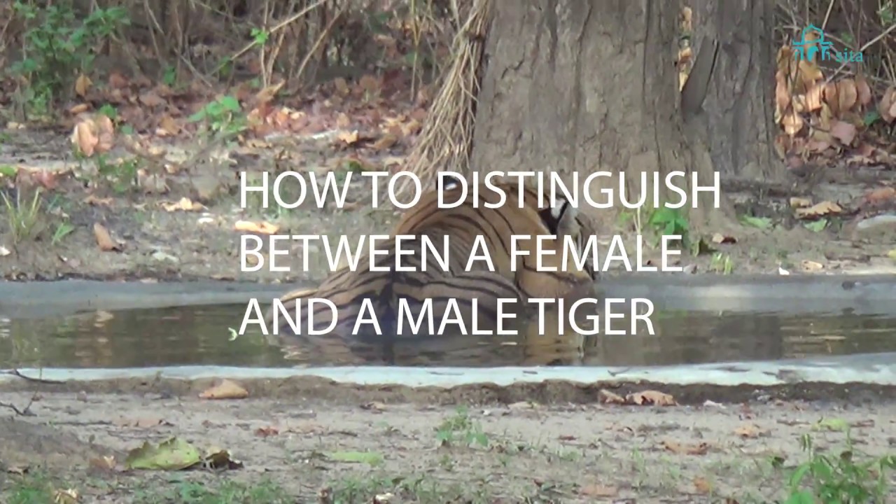 How to distinguish between a female and a male Tiger