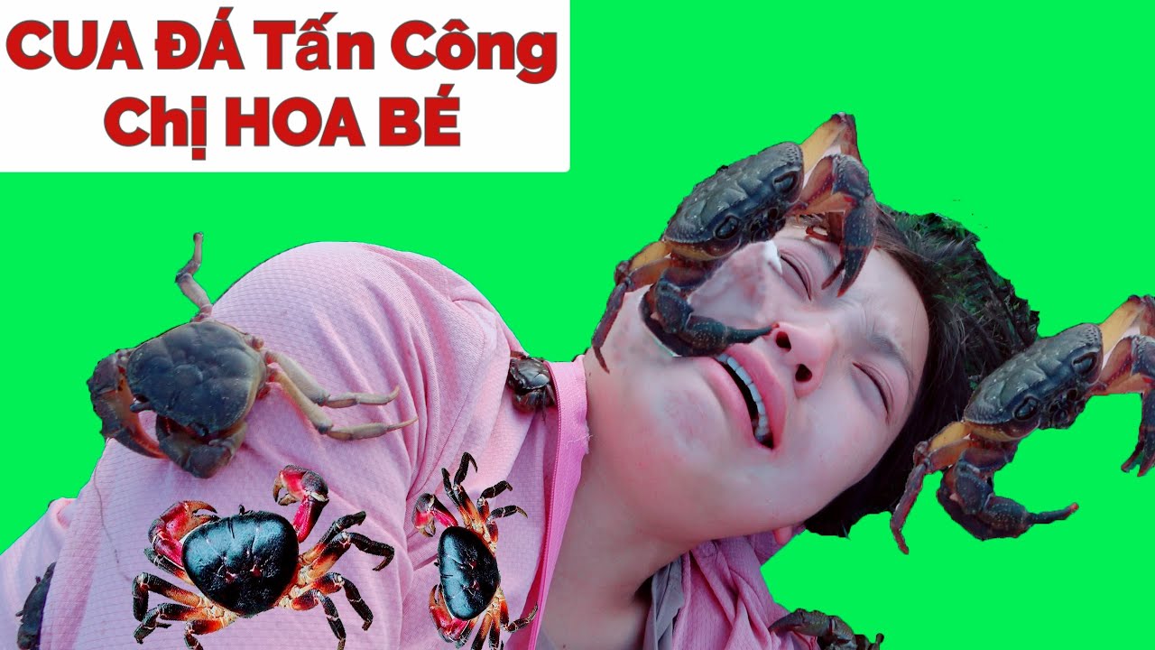 KSTV : ( TẬP 20) ĐẠI CHIẾN CHỊ HOA BÉ VÀ CON CUA ĐÁ