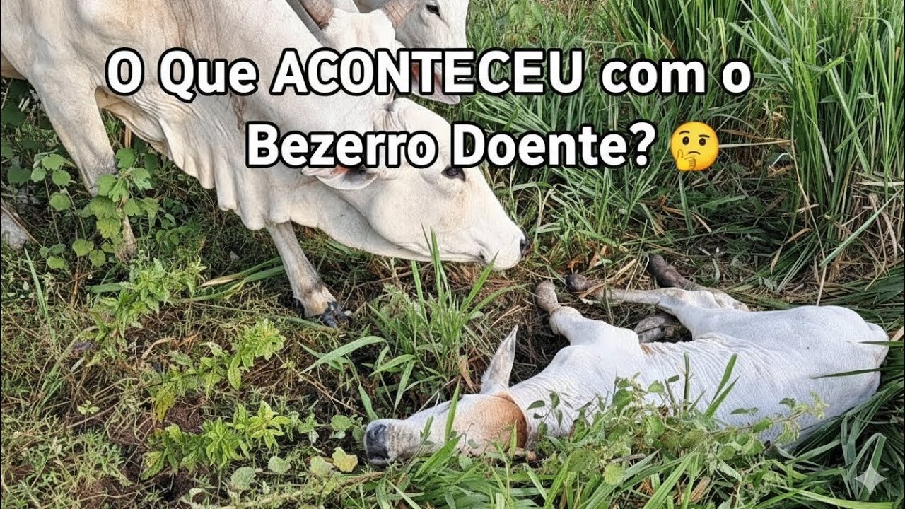 TRISTEZA E ALEGRIA: O bezerro doente e a cura da nova bezerrinha!