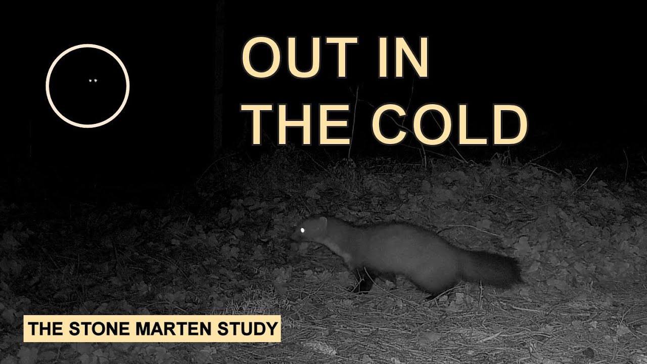 What his mother should've taught him... 🙄  (Stone marten family/Steinmarder/Husmår)