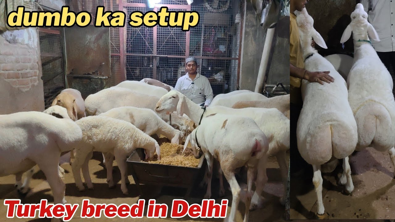 dumbo ka breeding setup Turkey dumba top quality Delhi contact +91 88102 54415