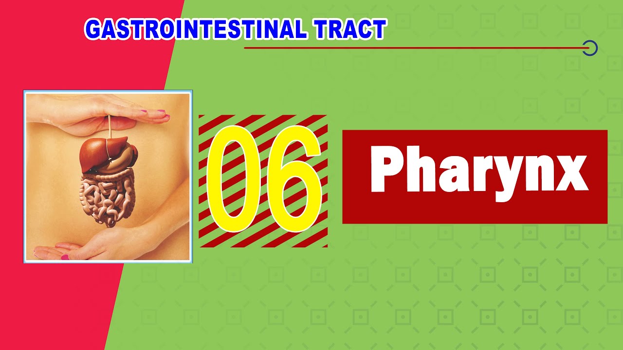 𝟎𝟔. 𝐏𝐡𝐚𝐫𝐲𝐧𝐱 🔄 (البلعوم)