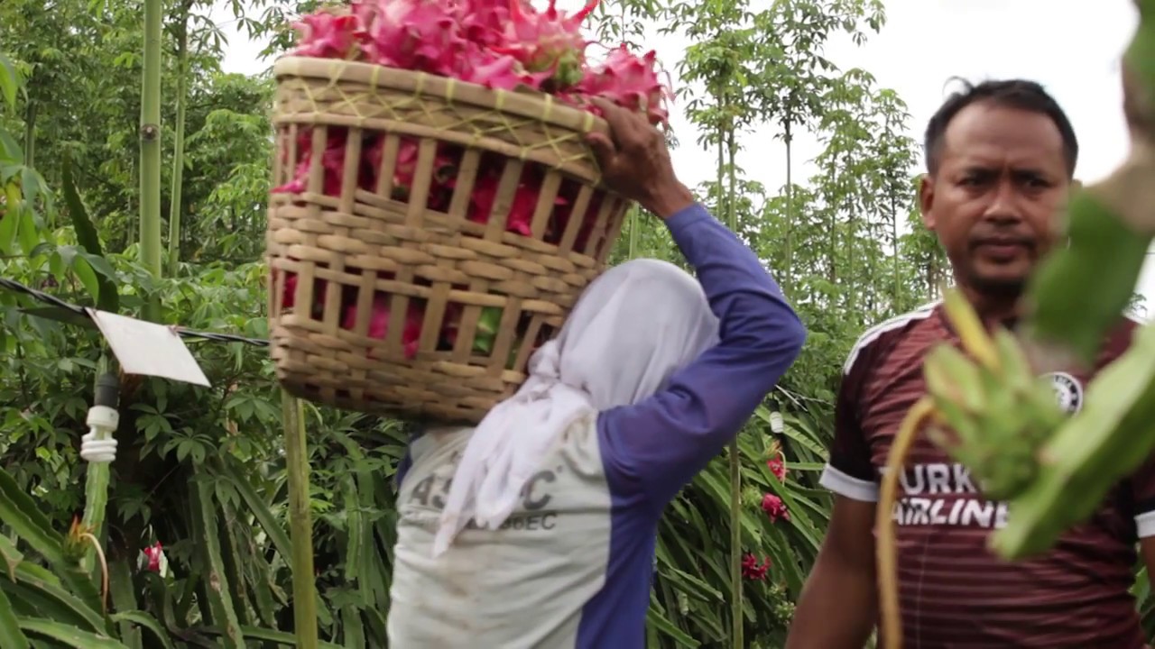 Petani mumpuni dari Banyuwangi (Petani Buah Naga)