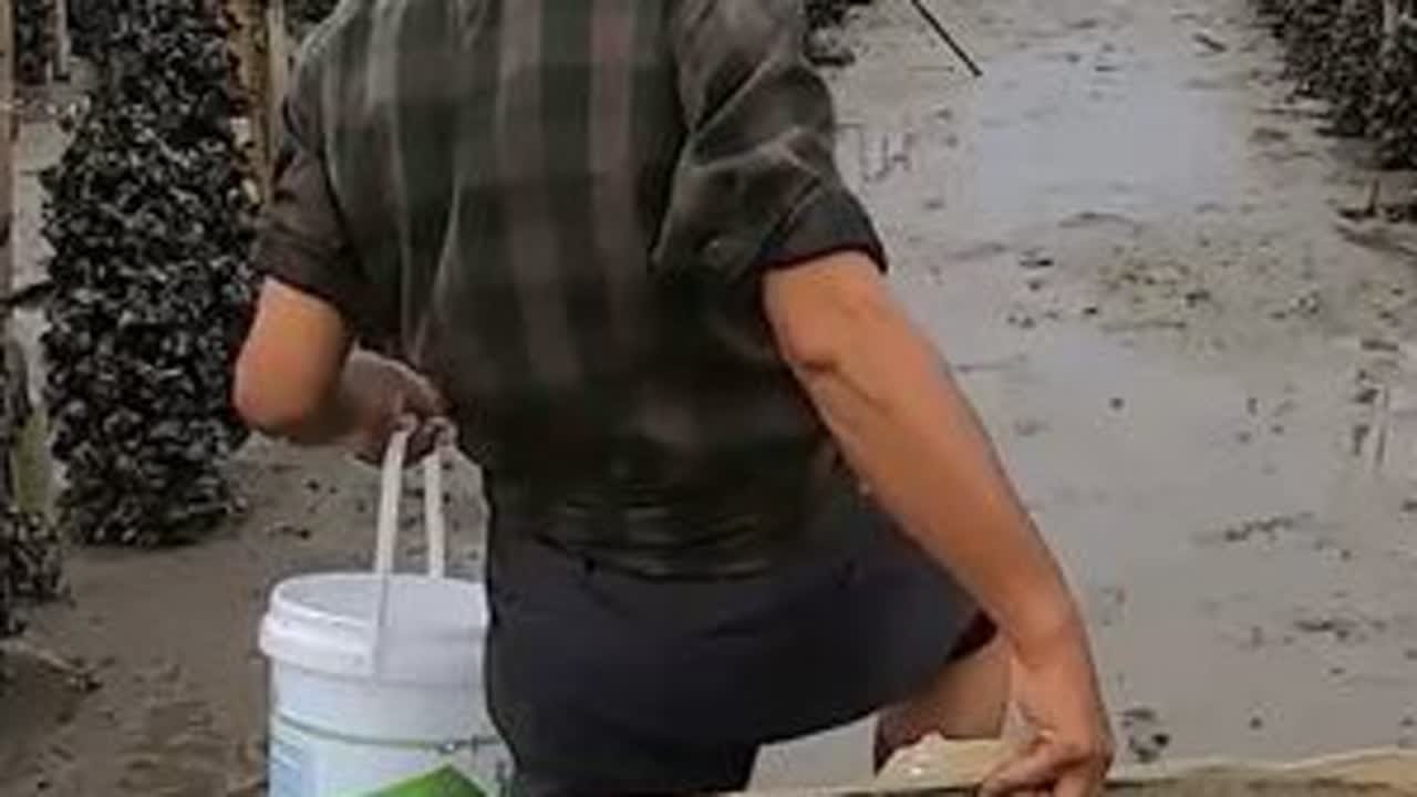 泰叔去海蛎区收螺筐，带着两块塑料做螃蟹窝，期待下一次有大收获 #赶海 #螺 #螃蟹 #海鲜 #海蛎区