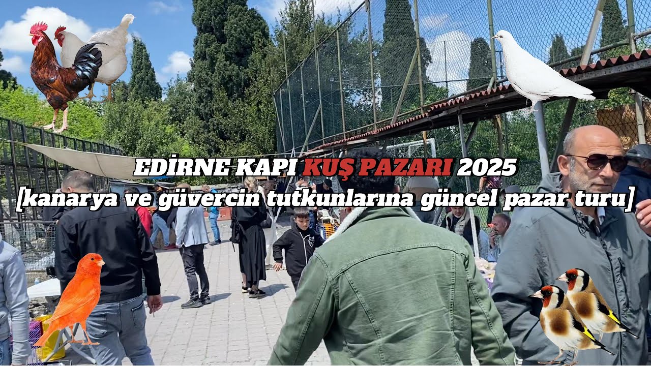 Edirnekapı Kuş Pazarı’nda Kanarya ve Güvercin Fiyatları, Üreticiler, Atmosfer  2025 güncel vlog