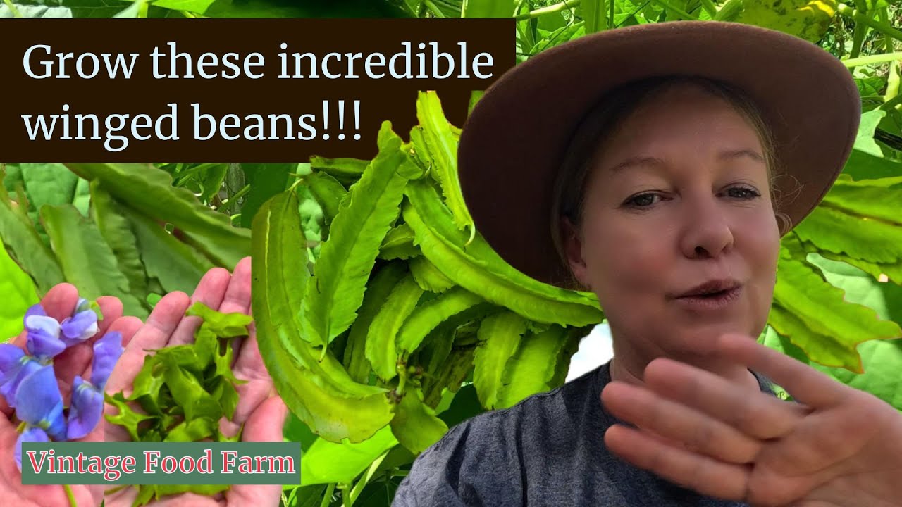 Grow 1000's of Winged Beans!!! 🤠🌿🌿🌿