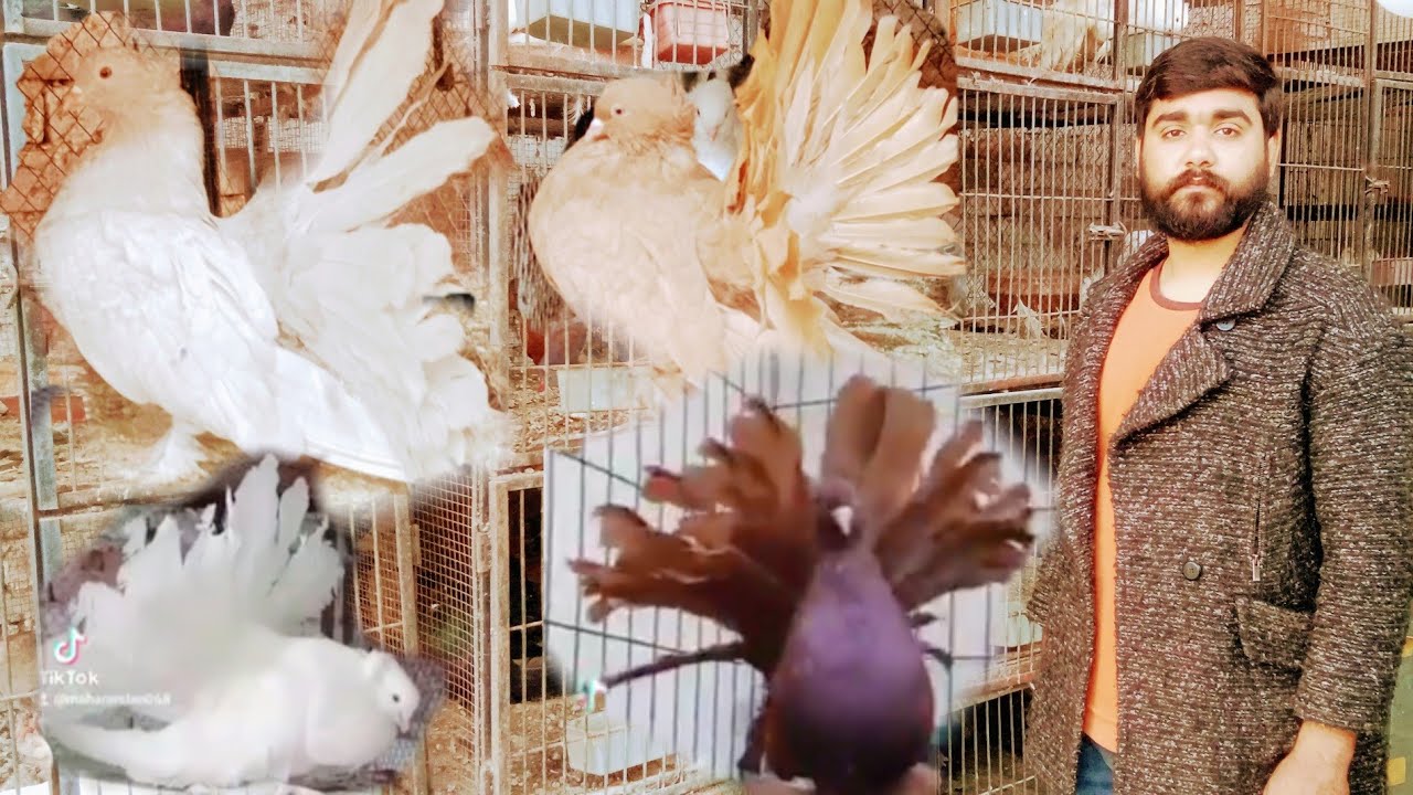 Fancy Pigeon farm  Lucky Fancy Kabootar American fantail Different colors|Chand Aamir Vlogs