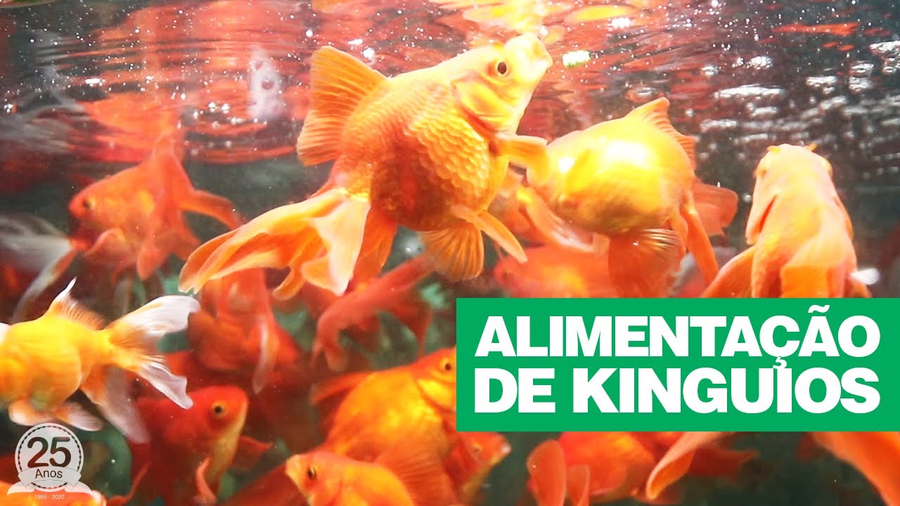 Alimentação de Kinguios!  [TUDO QUE VOCÊ PRECISA SABER!]
