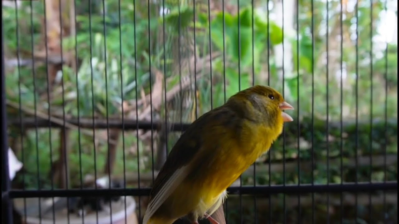 Beautiful Canary singing  for Relaxing bird sound & for sleep & study for baby bird enjoy
