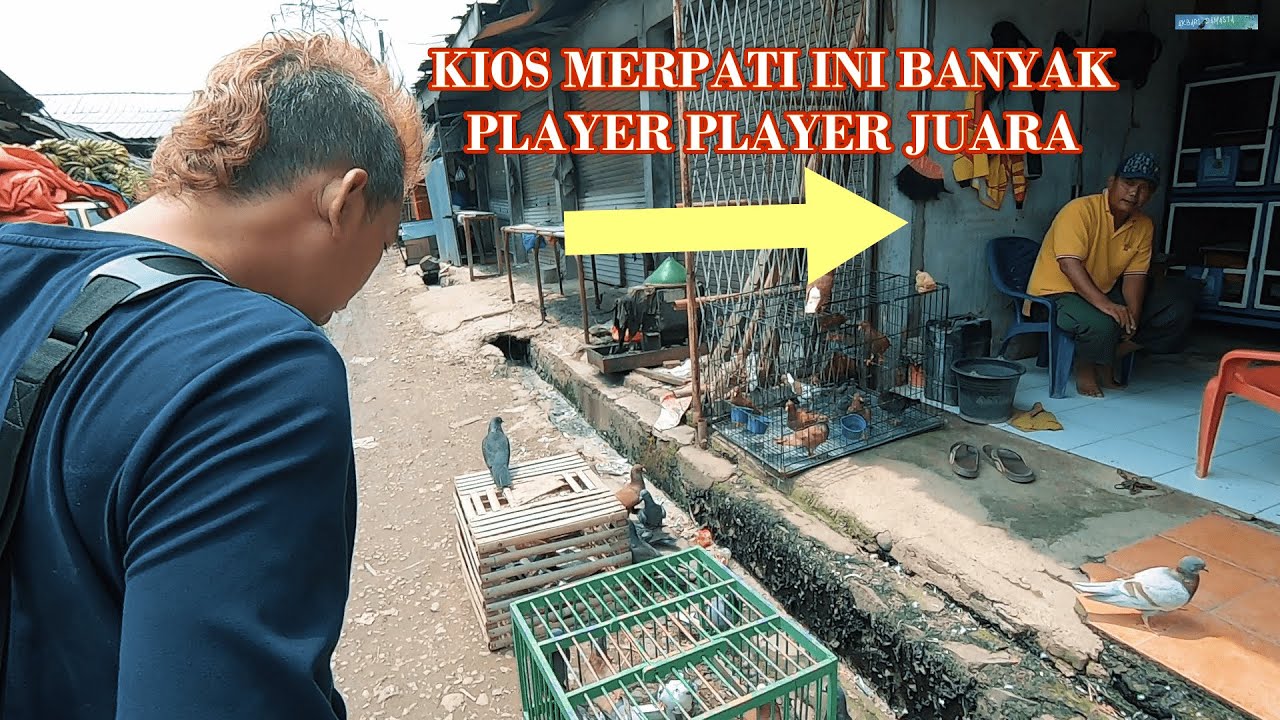 KU KIRA PEDAGANG MERPATI... EH TAK TAUNYA || GEREBEG DAN REVIEW KIOS MERPATI PASAR SEROJA BEKASI
