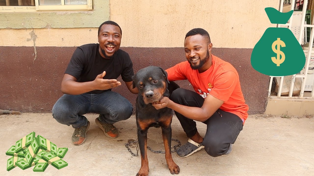 ₦260k Per Puppy | How He Makes Money From Breeding Dogs