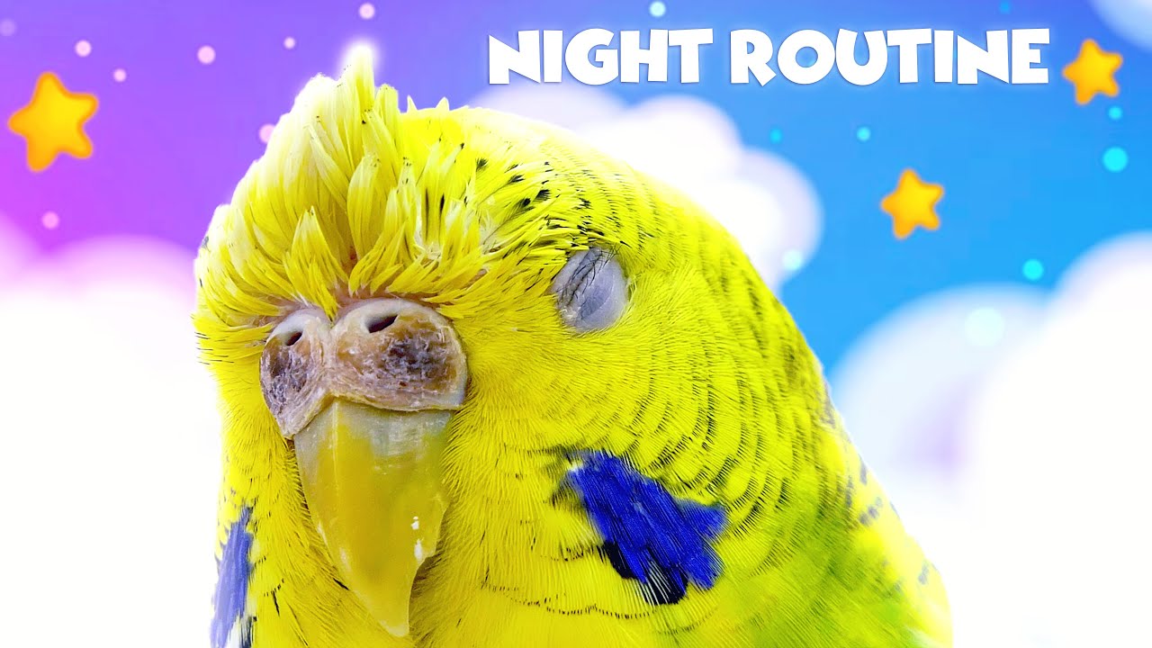 How My Budgies Sleep at Night: A Cozy Routine